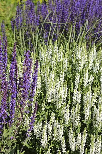521105 - Woodland sage (Salvia nemorosa 'Adrian')