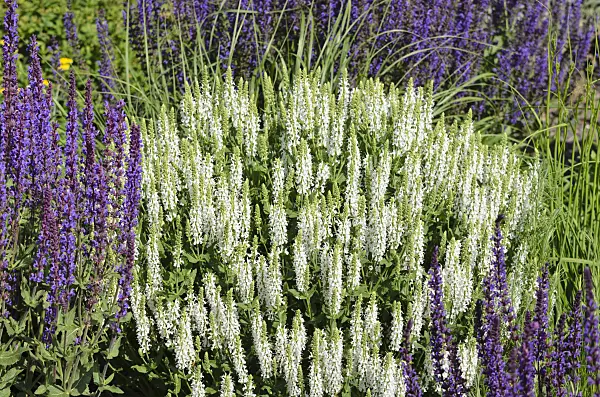 521106 - Woodland sage (Salvia nemorosa 'Adrian')