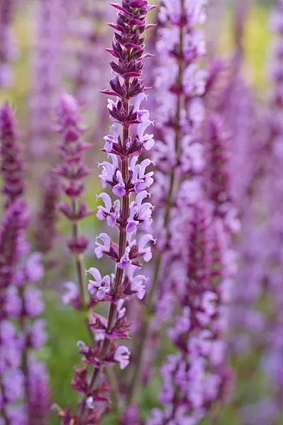 472435 - Woodland sage (Salvia nemorosa 'Amethyst')