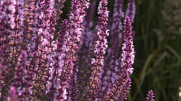 497214 - Woodland sage (Salvia nemorosa 'Amethyst')