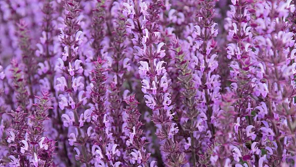 509111 - Woodland sage (Salvia nemorosa 'Amethyst')
