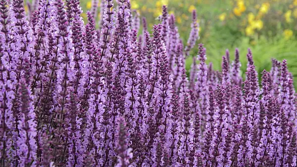 509112 - Woodland sage (Salvia nemorosa 'Amethyst')