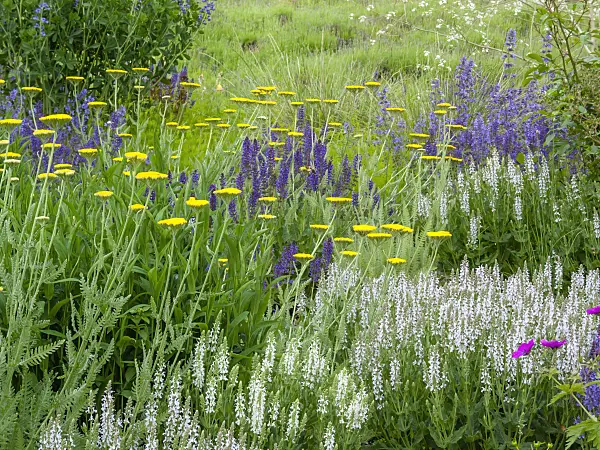 414045 - Woodland sage (Salvia nemorosa) and fernleaf yarrow (Achillea filipendulina)