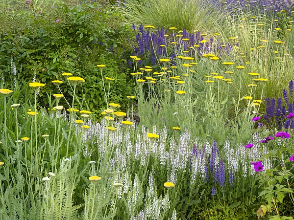 414046 - Woodland sage (Salvia nemorosa) and fernleaf yarrow (Achillea filipendulina)