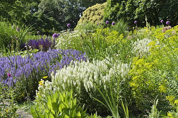 497221 - Woodland sage (Salvia nemorosa) and spurge (Euphorbia)