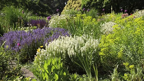 497241 - Woodland sage (Salvia nemorosa) and spurge (Euphorbia)