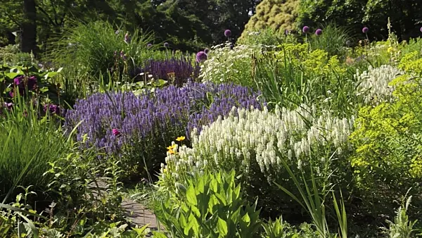 497242 - Woodland sage (Salvia nemorosa) and spurge (Euphorbia)
