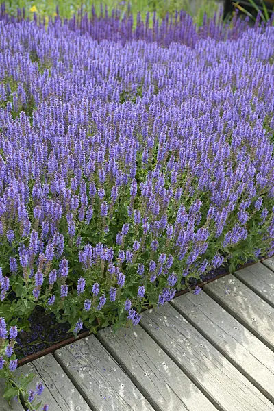 535429 - Woodland sage (Salvia nemorosa 'Blauhügel')