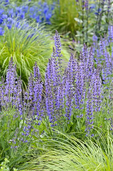 545091 - Woodland sage (Salvia nemorosa 'Blauhügel')