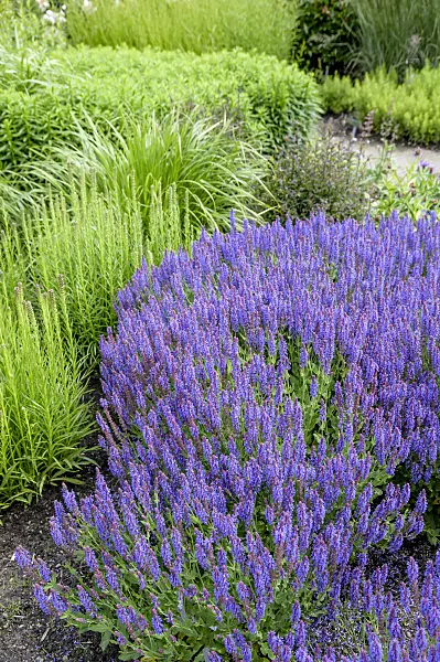 593194 - Woodland sage (Salvia nemorosa 'Blauhügel')