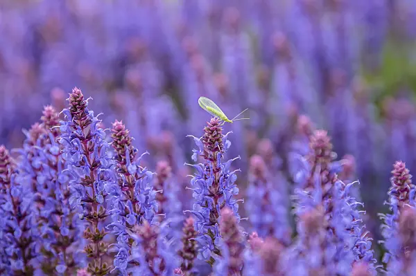 593195 - Woodland sage (Salvia nemorosa 'Blauhügel')