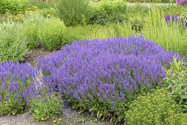 607203 - Woodland sage (Salvia nemorosa 'Blauhügel')