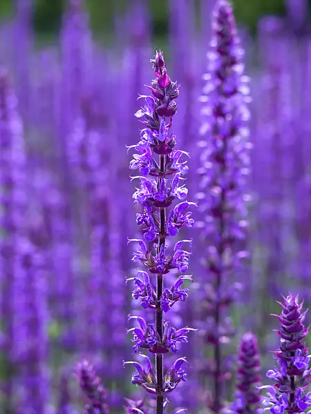 438235 - Woodland sage (Salvia nemorosa 'Caradonna')