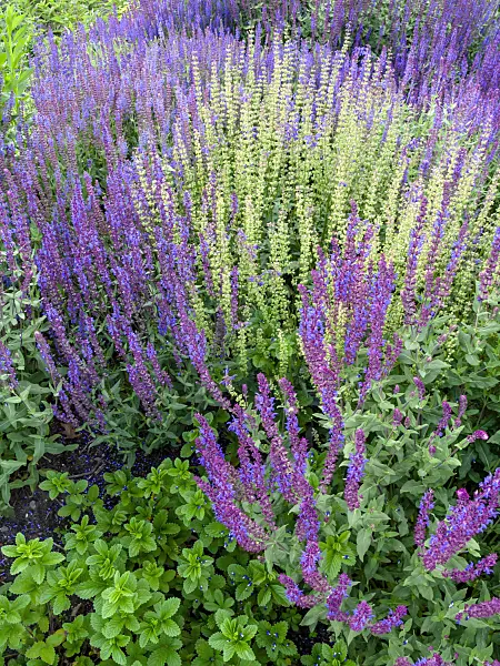 449004 - Woodland sage (Salvia nemorosa 'Caradonna')