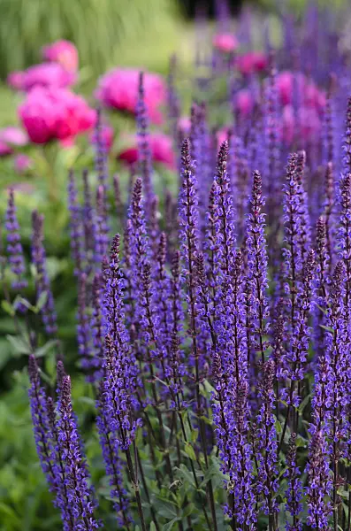 521052 - Woodland sage (Salvia nemorosa 'Caradonna')