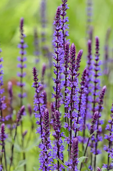 545099 - Woodland sage (Salvia nemorosa 'Caradonna')