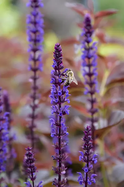 593196 - Woodland sage (Salvia nemorosa 'Caradonna')