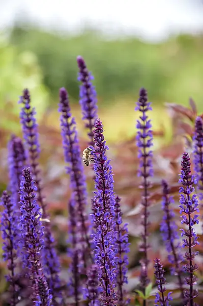 593197 - Woodland sage (Salvia nemorosa 'Caradonna')