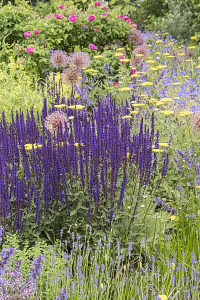 651497 - Woodland sage (Salvia nemorosa 'Caradonna')
