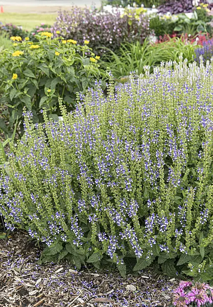607204 - Woodland sage (Salvia nemorosa 'Color Spires Azure Snow')