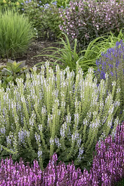 607205 - Woodland sage (Salvia nemorosa 'Color Spires Crystal Blue')
