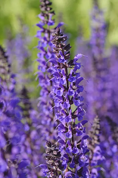 472386 - Woodland sage (Salvia nemorosa 'Mainacht')