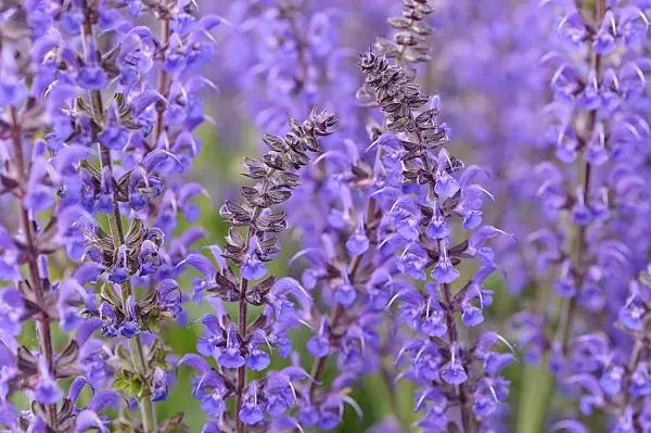 472389 - Woodland sage (Salvia nemorosa 'Mainacht')