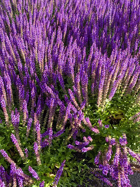 461073 - Woodland sage (Salvia nemorosa 'Ostfriesland')