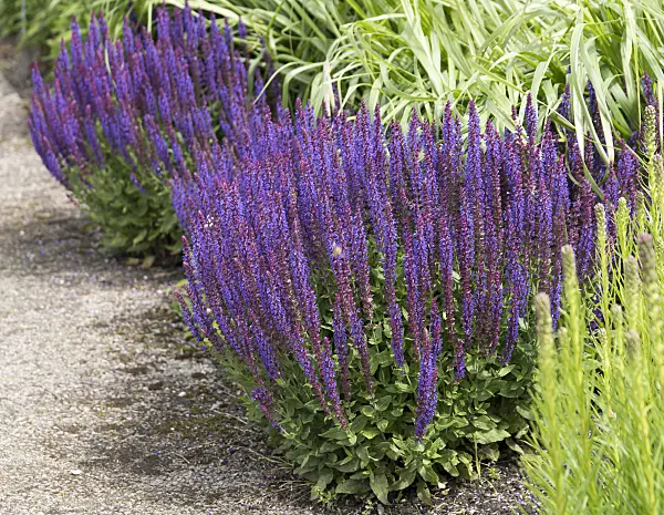 651498 - Woodland sage (Salvia nemorosa 'Ostfriesland')