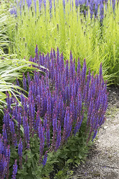 651499 - Woodland sage (Salvia nemorosa 'Ostfriesland')