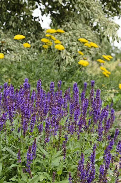 571040 - Woodland sage (Salvia nemorosa 'Ostfriesland') and fernleaf yarrow (Achillea filipendulina)