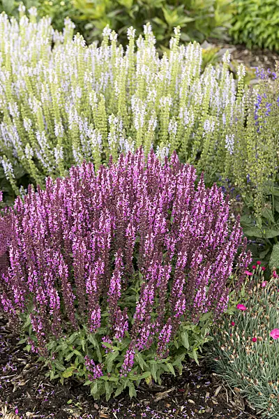 607206 - Woodland sage (Salvia nemorosa 'Pink Profusion')