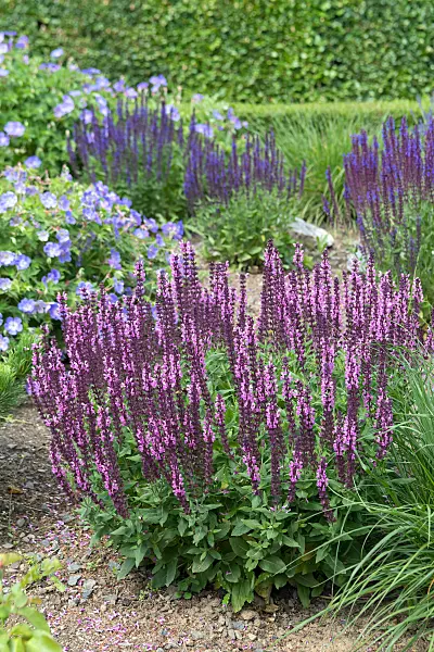 664421 - Woodland sage (Salvia nemorosa 'Rose Queen')
