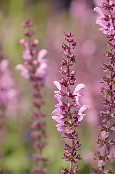 523225 - Woodland sage (Salvia nemorosa 'Rosea')