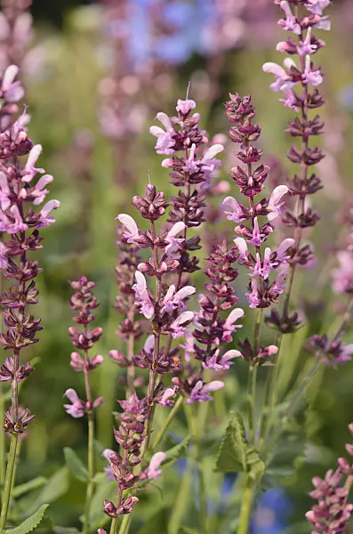 523226 - Woodland sage (Salvia nemorosa 'Rosea')