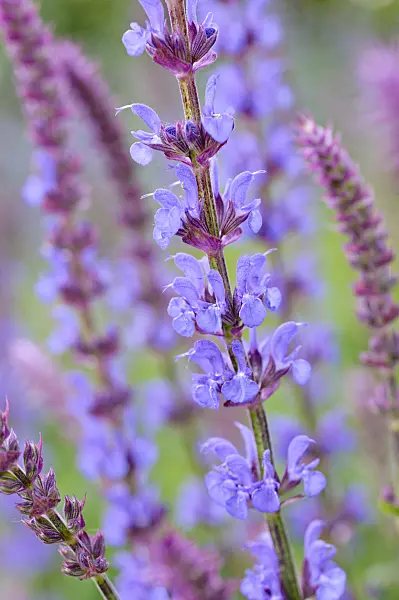 472338 - Woodland sage (Salvia nemorosa 'Tänzerin')