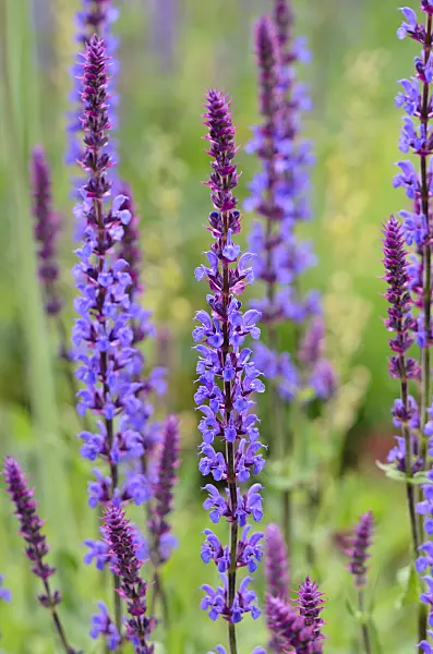 545097 - Woodland sage (Salvia nemorosa 'Tänzerin')