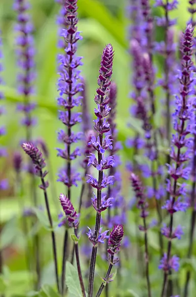 545098 - Woodland sage (Salvia nemorosa 'Tänzerin')
