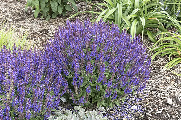 607207 - Woodland sage (Salvia nemorosa 'Violet Profusion')