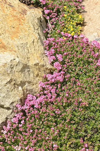 508340 - Woodruff (Asperula pontica)