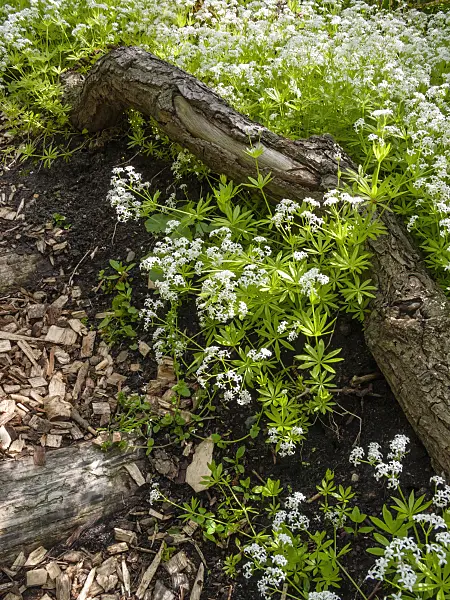 401163 - Woodruff (Galium odoratum)