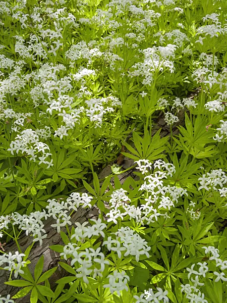401164 - Woodruff (Galium odoratum)