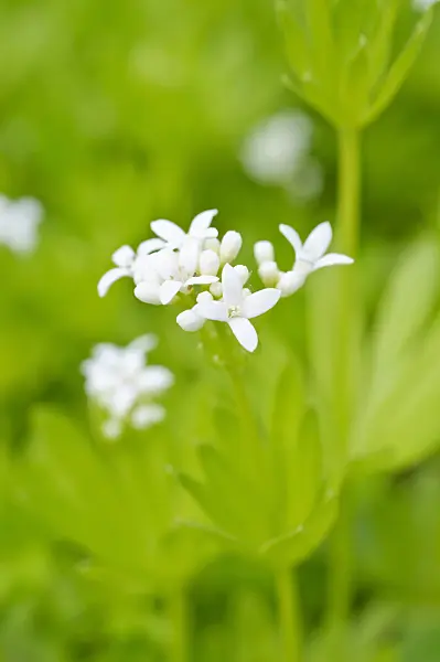 471282 - Woodruff (Galium odoratum)
