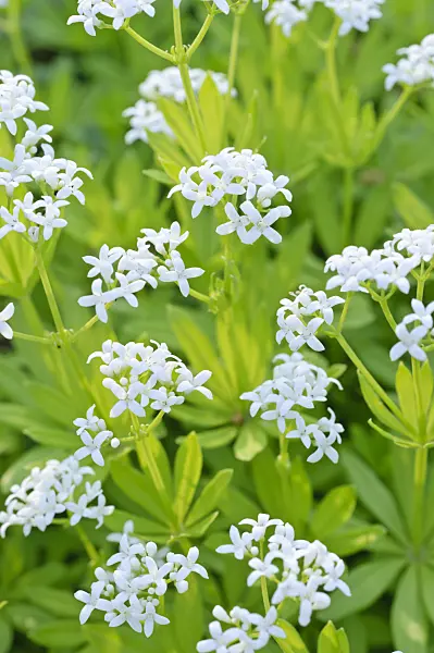 472001 - Woodruff (Galium odoratum)