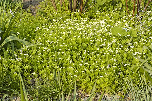 495364 - Woodruff (Galium odoratum)