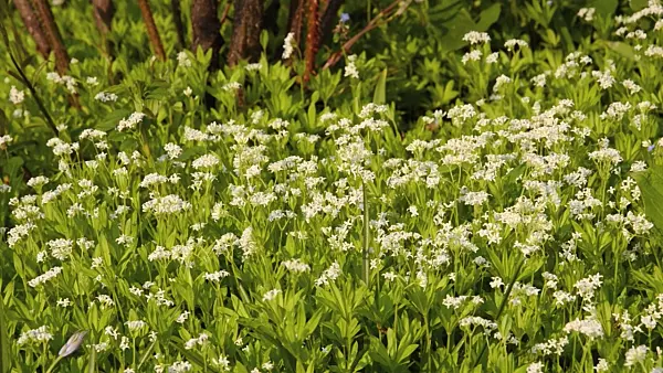 495385 - Woodruff (Galium odoratum)