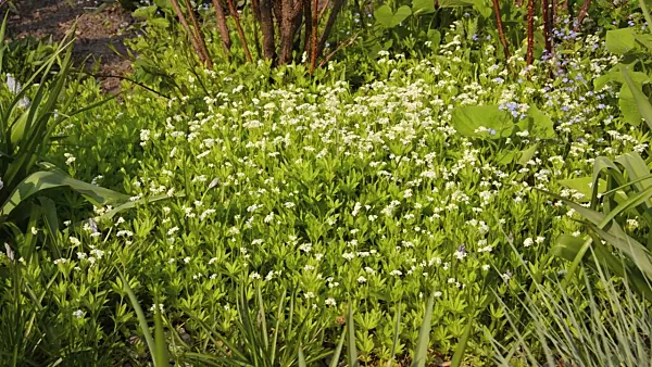 495386 - Woodruff (Galium odoratum)