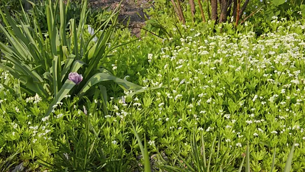 495387 - Woodruff (Galium odoratum)