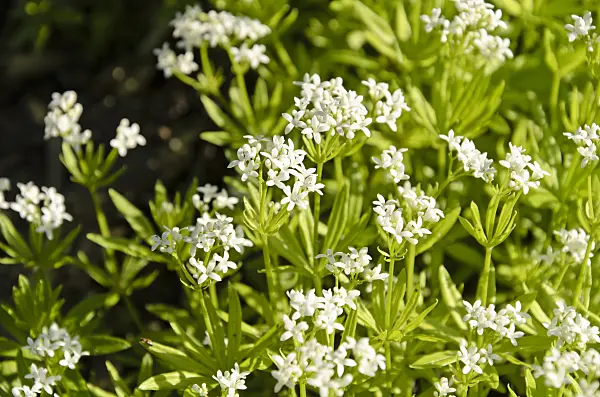 495394 - Woodruff (Galium odoratum)
