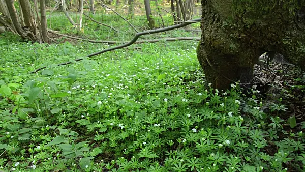 508007 - Woodruff (Galium odoratum)